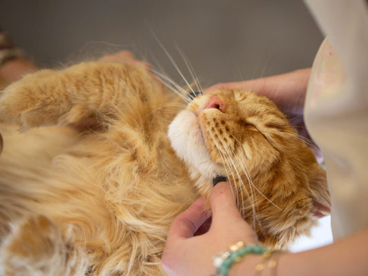 🎉 Felicanispa ouvre ses portes le 5 novembre 2025 à Thorembais-les-Béguines !